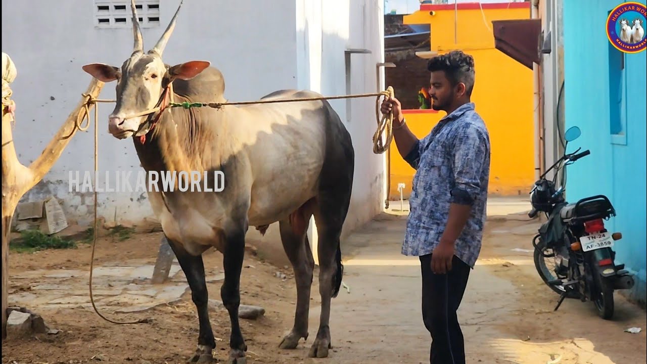 6-teeth-hallikar-stud-bulls-belongs-to-breeder-muniyappan-from