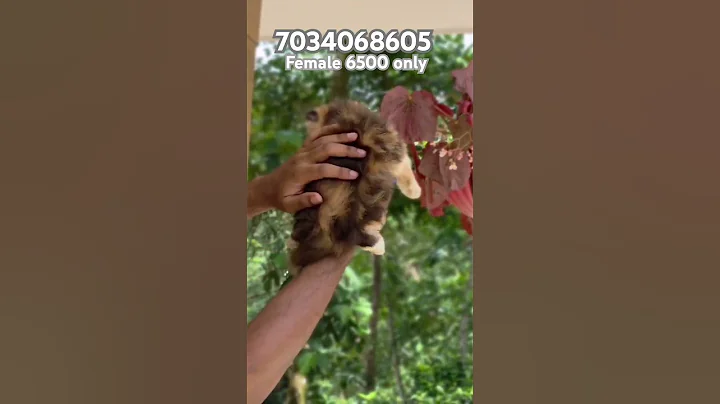 Video 9804731: persiancat persians, persian cat calico kitten, face persian cat calico, punch persian cat kitten