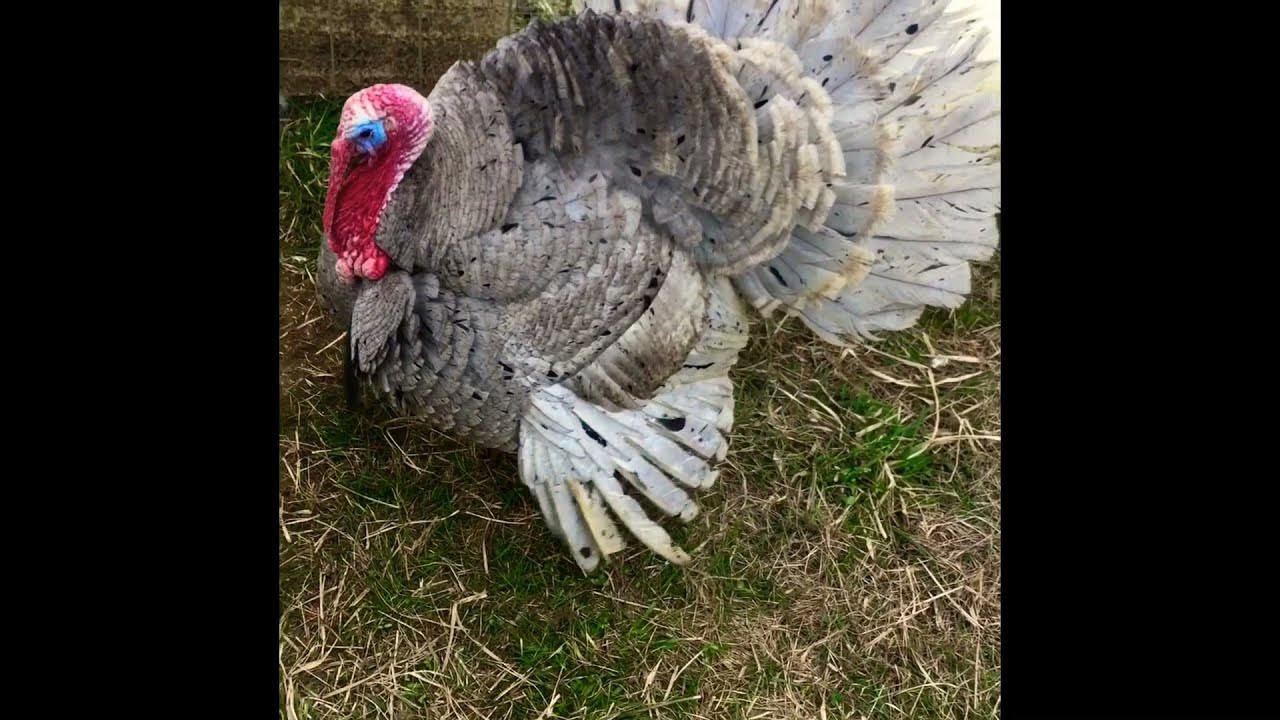 Old Turkey drumming shorts YouTube