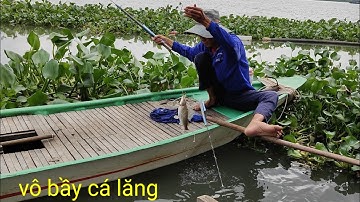 câu cá lăng vàng sông lớn vô bầy cá lăng bự to thấy mê luôn