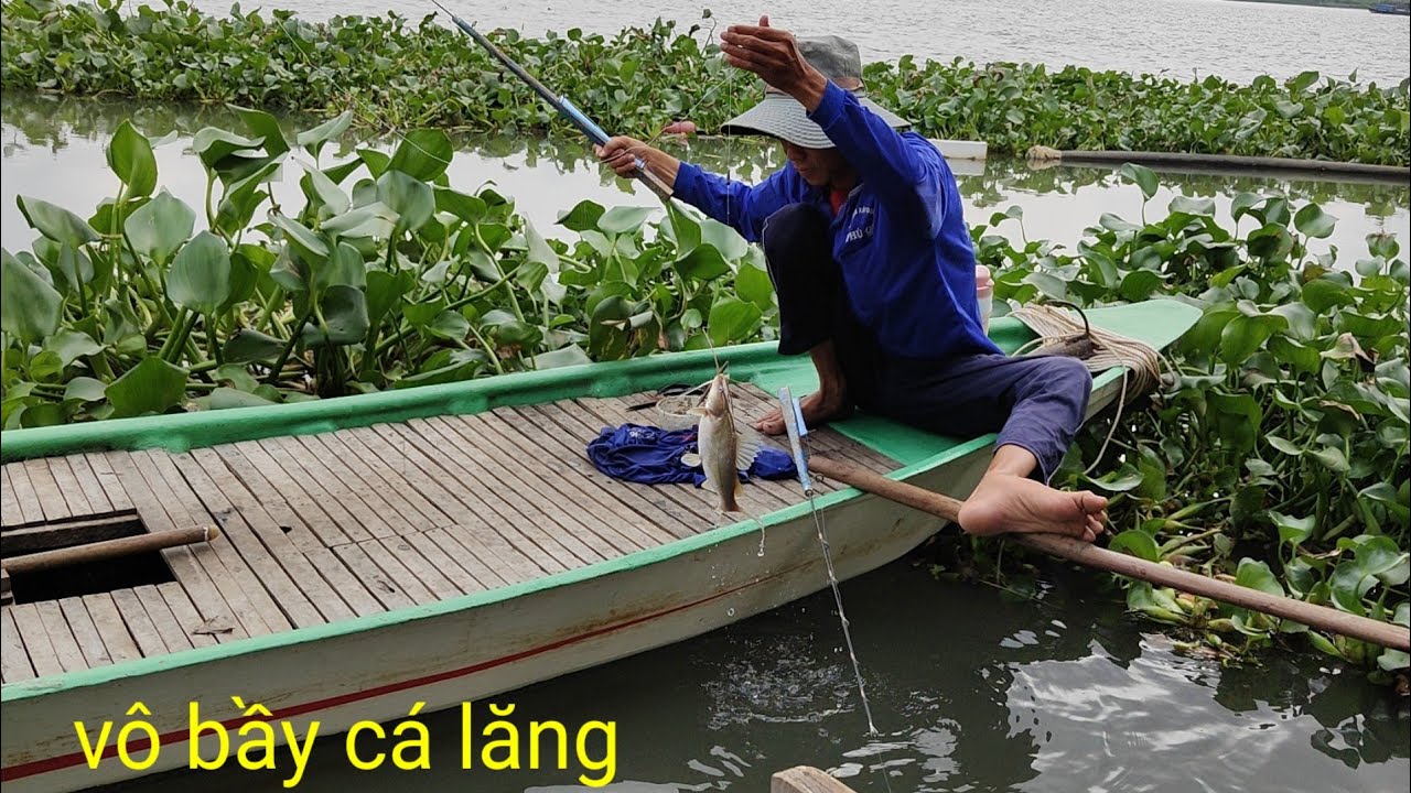 câu cá lăng vàng sông lớn vô bầy cá lăng bự to thấy mê luôn