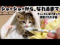フェンスに挟まってた保護子猫が威嚇するも慣れるの早かった
