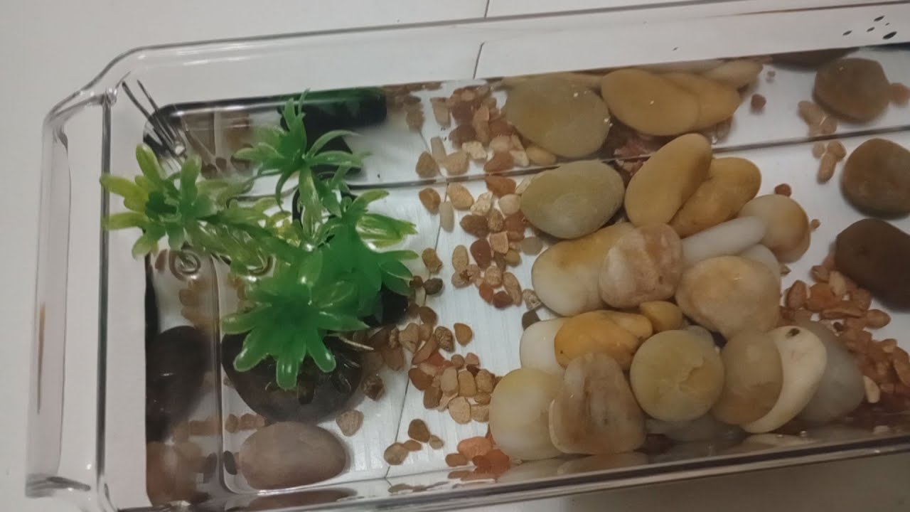 Использование контейнера-холодильника для аквариума с рыбками-бойцами