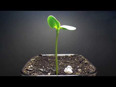 Vídeo: Plantar Un Pomer A La Primavera: Com Plantar Adequadament Una Plàntula A Sibèria I Els Urals? Com Plantar Un Pomer Amb Un Sistema D’arrels Tancat A Terra Oberta?