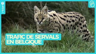 Trafic De Servals En Belgique Un Félin Africain Qui Plait - On Nest Pas Des Pigeons