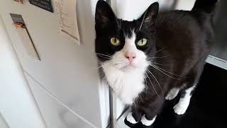 Cute Tuxedo Cat Trilling and Being Affectionate
