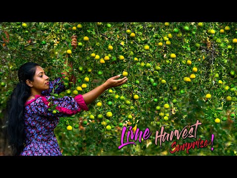 Video: Harvesting Limes - Əhəngi Necə və Nə Zaman Seçəcəyinizi öyrənin