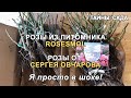 Питомник роз ROSESMOL. Розы СЕРГЕЯ ОВЧАРОВА. Обзор саженцев роз. Сорта и названия роз. Розы 2021 !!!