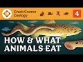 Understanding Animal Feeding Mechanisms