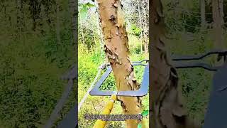 손쉬운 수목 고정 장비 소개 #worker #process #invention #equipment #tree