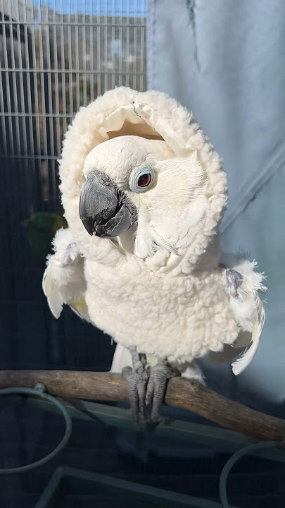 Rescued Naked Cockatoo Loves Her New Winter Hoodie #cockatoos #parrot #parrots #birds #rescued