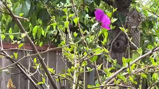 La naturaleza es muy preciosa lasflores y  muchos pajaitos