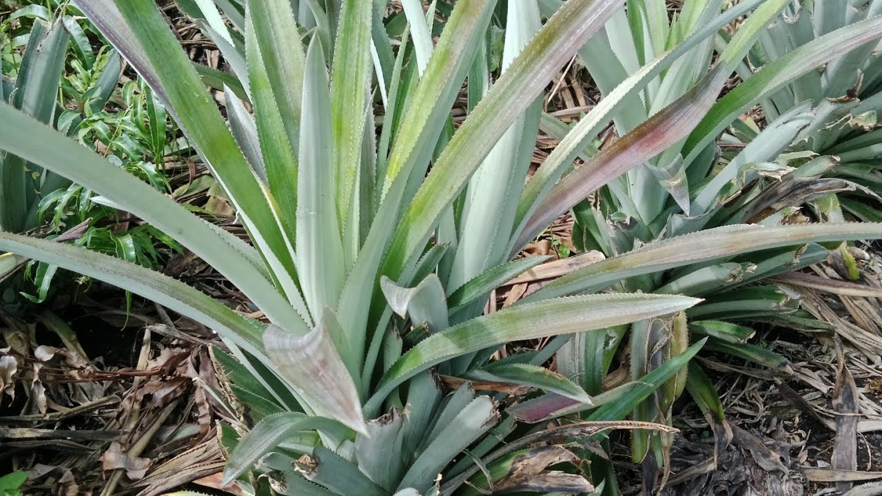 bibit nanas super || akan segera pindah tanam