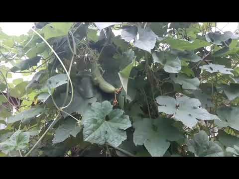 วีดีโอ: ศัตรูพืชบวบ