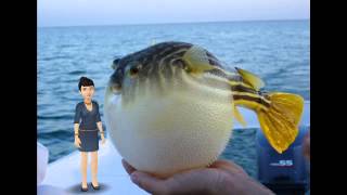 Charlotte K Pufferfish Lab13 Tellagami
