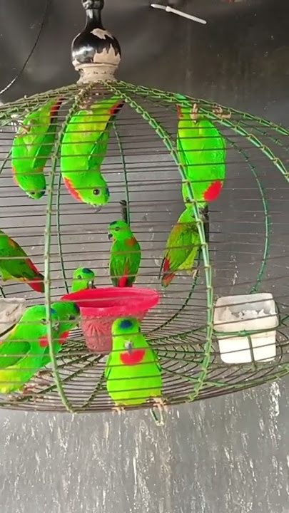 pemikat gingster burung serindit 🦜