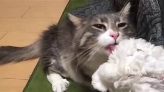 大好きなヌイグルミを追いかける猫 ノルウェージャンフォレストキャットChase a favorite stuffed toy.Norwegian Forest Cat.