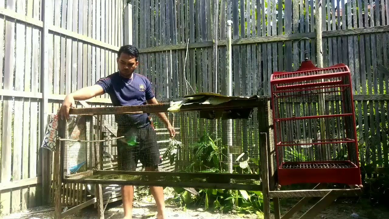 Mengatasi cucak ijo obesitas 