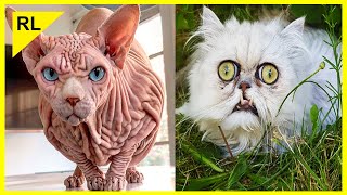 10 Gatos Feos Y Raros Que Te Puedes Comprar