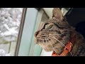 首を伸ばして雪を見る猫