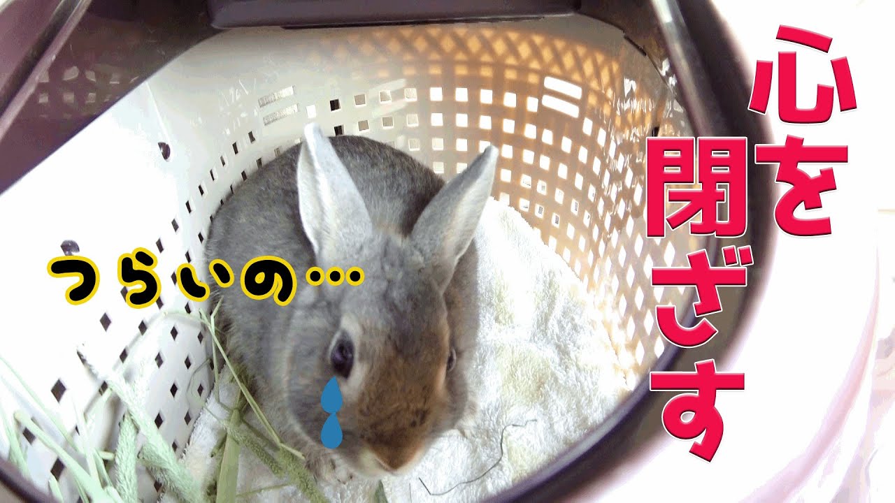 なんの変哲のないうさぎ maxresdefault.jpg