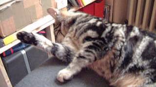 Katze Wilma putzt sich mit Jazz
