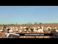 Spring Snow Goose Hunting with Up North Outdoors Over Deadly® Decoys Windsocks #21