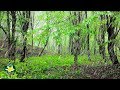 Rain Sound in the Forest and Birds Singing - 10 hours