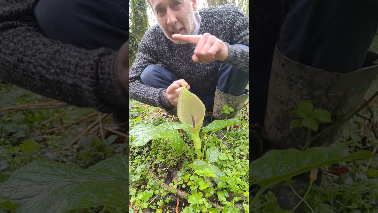 Cuckoo pint (arum maculatum) 