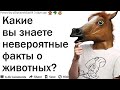 КАКИЕ ВЫ ЗНАЕТЕ УДИВИТЕЛЬНЫЕ ФАКТЫ О ЖИВОТНЫХ?| АПВОУТ