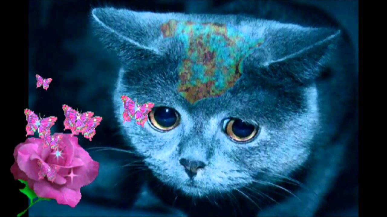 El Gato Que Está Triste Y Azul