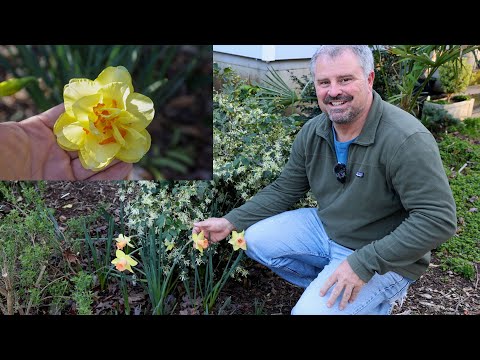 Video: Informace o rostlině narcisů – cibule Jonquil, narcis a narcis