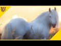 Disebut Kuda Titisan dari Surga! Inilah 20 Kuda Tercantik di Dunia