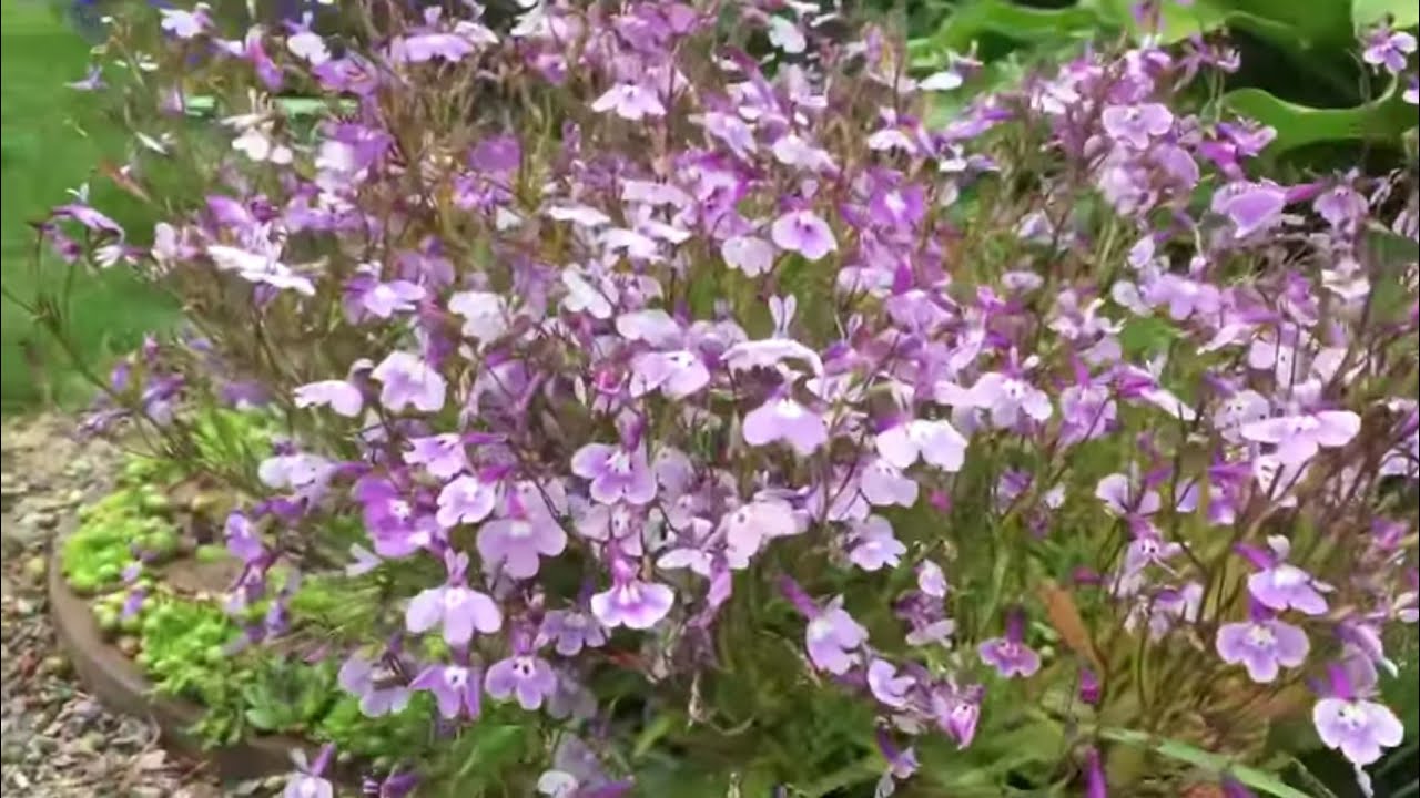 А вы видели, как панда ходит в туалет? - YouTube