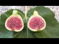 Инжир сорта Strawberry Verte fig