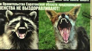 Укусила бешеная собака Укусила бешеная собака