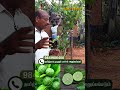 🍋 Brain-Like Lemon? | The Medicinal 'Kabir Lemon' புத்துணர்ச்சி எலுமிச்சை! (Chennai Exclusive) 🤯
