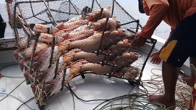 Amazing big nets catch hundreds of tons of herring on the modern boat -  Biggest Fishing Net 