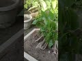 Ficus Rumphii Bonsai Under Training #ficusbonsai #bonsai #shorts