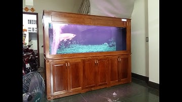 Dự Án Hồ Cá Rồng Có Điều Khiển - Nhà Chị Lan Gò Vấp