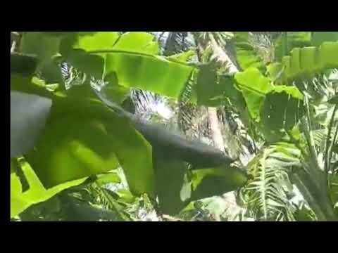 ผลสลากกินแบ่งรัฐบาล วันที่ 1 พย. 2567