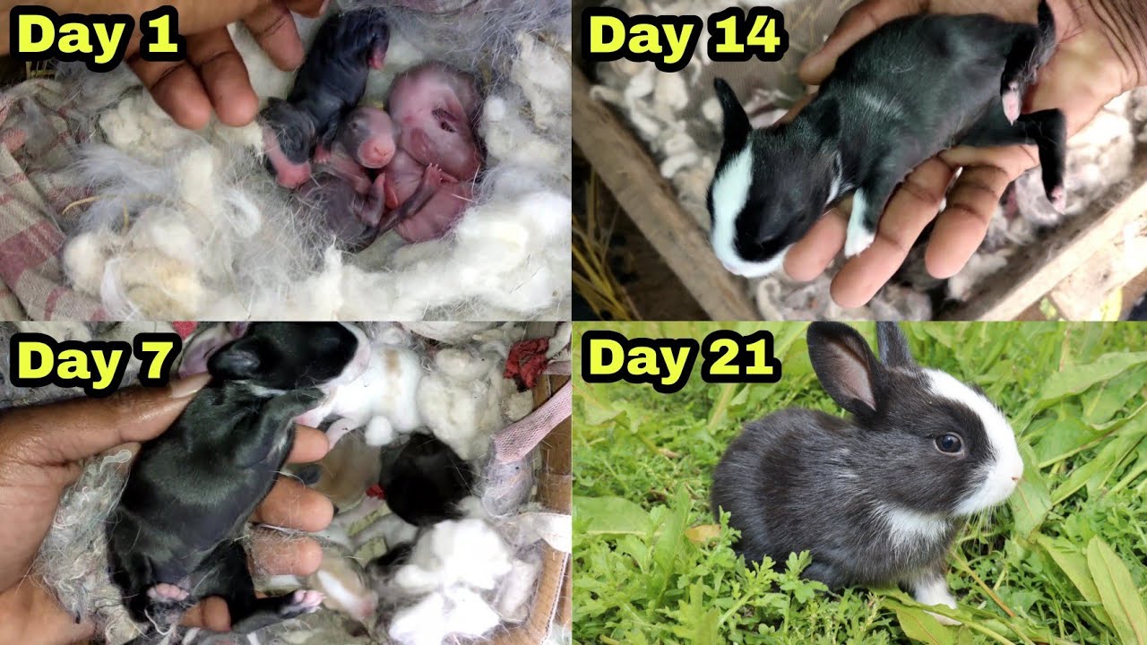 Timelapse Baby Bunnies Growing  Rabbit Babies Day In 21 Days