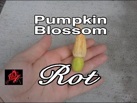 Pumpkin Blossom Rot