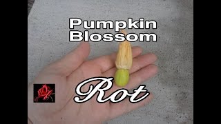 Pumpkin Blossom Rot