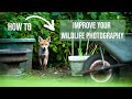 5 Steps to IMPROVE YOUR WILDLIFE photography in 2024 | Pro tips to develop your work