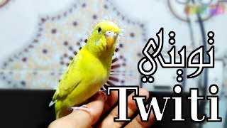 تويتي | Twiti: رحلة جديدة في ترويض البادجي