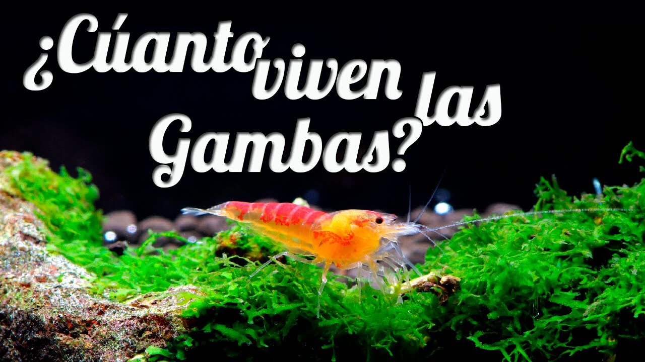 Cuanto VIVEN las gambas de acuario ❓