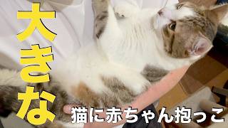 大きな猫に赤ちゃん抱っこしたら動かなくなりました。｜猫とネコ