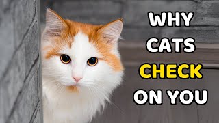 Why Does Your Cat Keep Checking In on You?