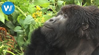 Uganda erleben - Auf Safari quer durch die Perle Afrikas (Planet HD)
